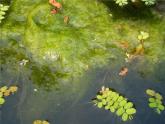 藻类植物PPT课件免费下载