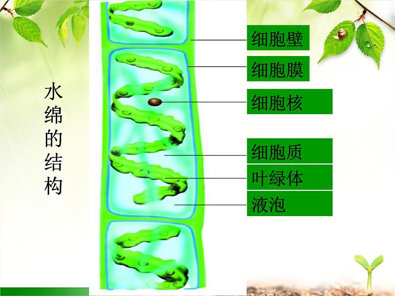 藻类植物PPT课件免费下载08