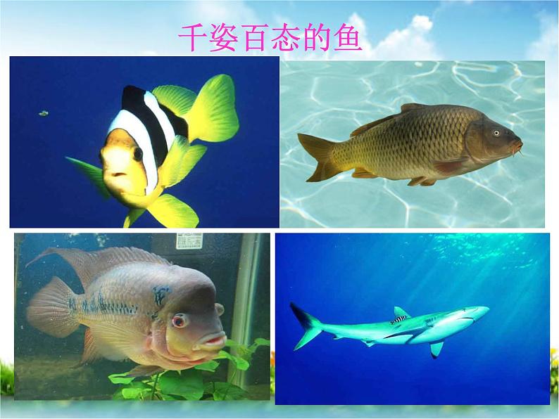 冀教版七年级上册 生物 课件 1.2.4 单细胞生物体02