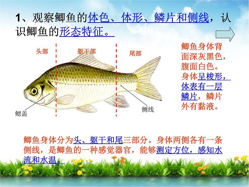 冀教版七年级上册 生物 课件 1.2.4 单细胞生物体04