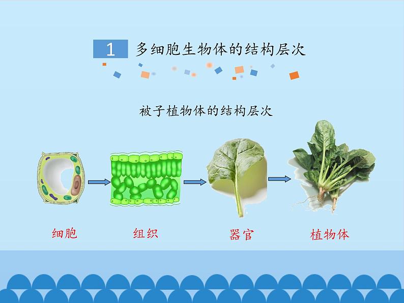 冀教版七年级上册 生物 课件 1.2.3多细胞生物体第6页