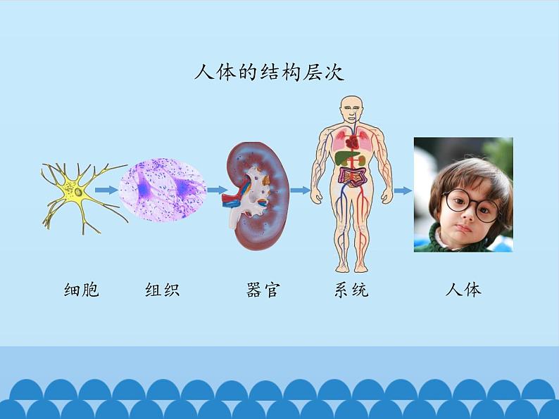 冀教版七年级上册 生物 课件 1.2.3多细胞生物体第7页