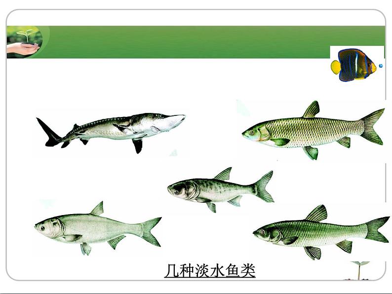 冀教版七年级上册 生物 课件 1.4.6鱼类第5页