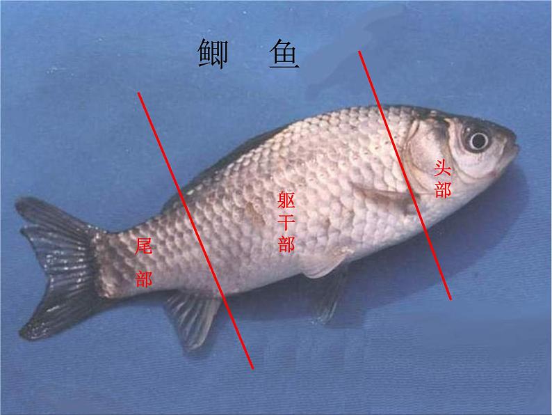 冀教版七年级上册 生物 课件 1.4.6鱼类第8页