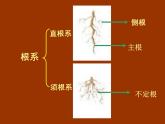 冀教版七年级上册 生物 课件 1.3.1在实验室里观察植物