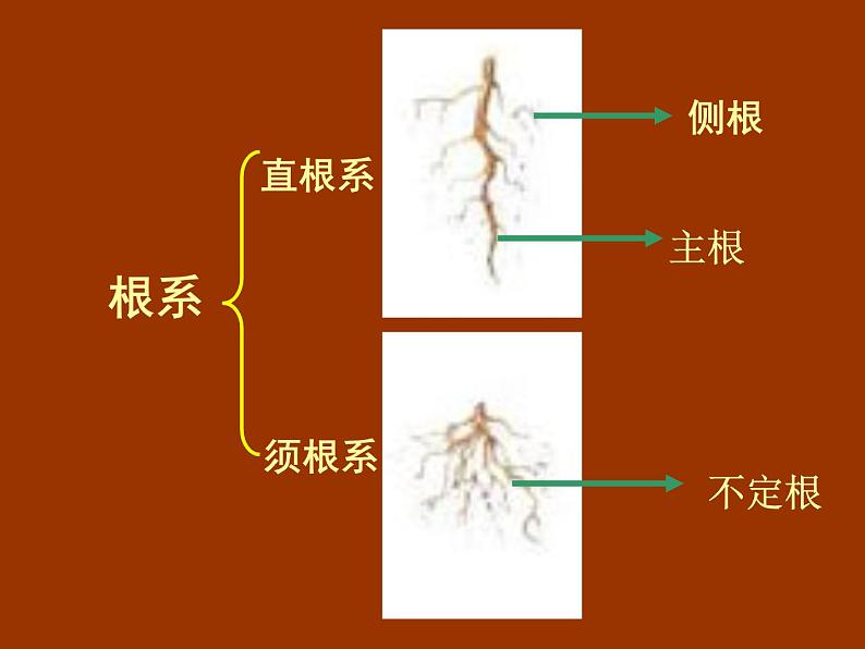 冀教版七年级上册 生物 课件 1.3.1在实验室里观察植物第3页