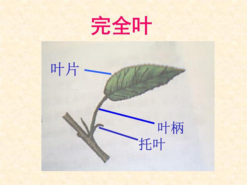 冀教版七年级上册 生物 课件 1.3.1在实验室里观察植物第8页