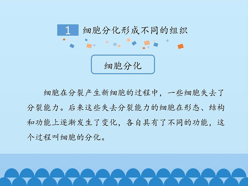 冀教版七年级上册 生物 课件 1.2.2细胞分化形成组织05