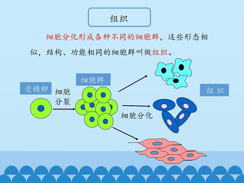 冀教版七年级上册 生物 课件 1.2.2细胞分化形成组织06