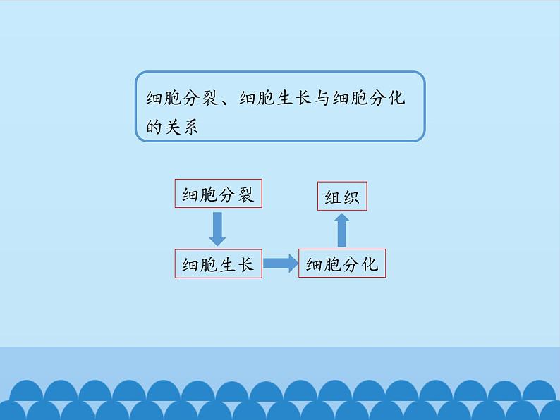 冀教版七年级上册 生物 课件 1.2.2细胞分化形成组织07