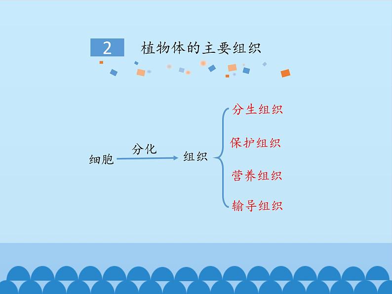 冀教版七年级上册 生物 课件 1.2.2细胞分化形成组织08