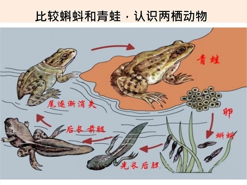 两栖类和爬行类PPT课件免费下载05