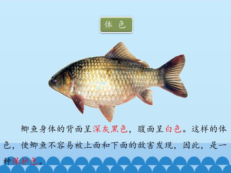 冀教版七年级上册 生物 课件 1.4.6鱼类07