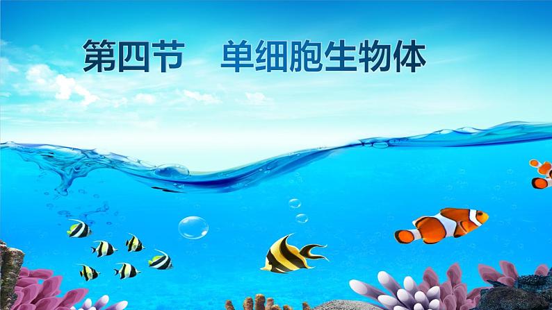 冀教版七年级上册 生物 课件 1.2.4《单细胞生物体》01