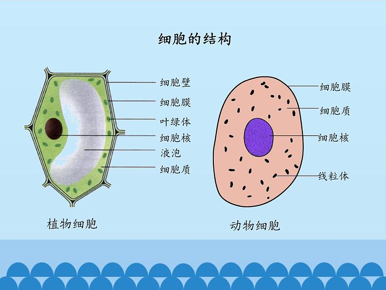 细胞的结构PPT课件免费下载05