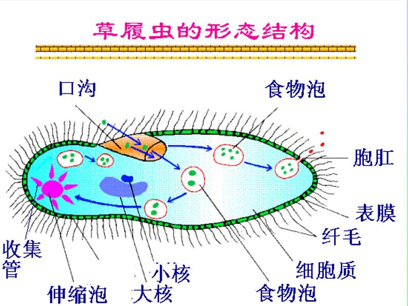 冀教版七年级上册 生物 课件 1.2.4单细胞生物体第5页