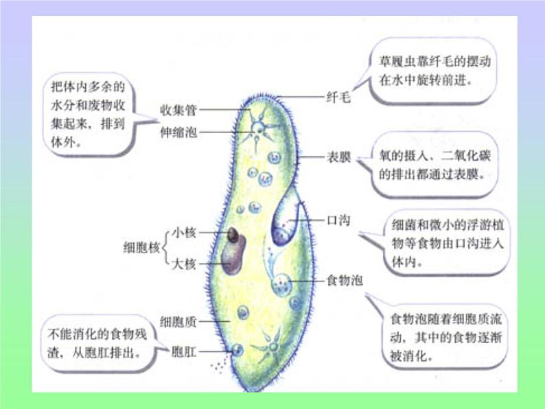 冀教版七年级上册 生物 课件 1.2.4单细胞生物体第6页