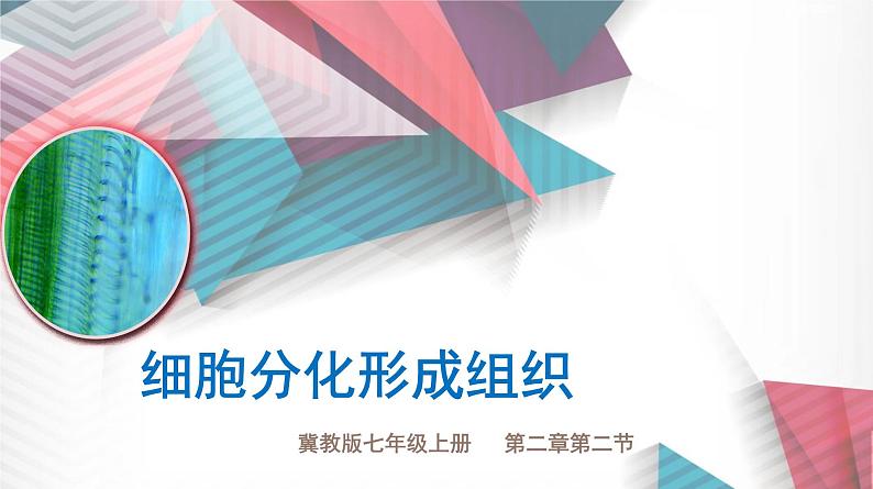 冀教版七年级上册 生物 课件 1.2.2 细胞分化形成组织第1页