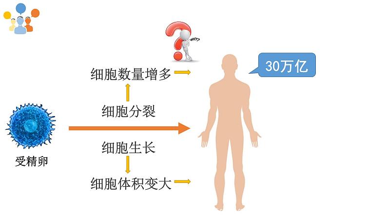 冀教版七年级上册 生物 课件 1.2.2 细胞分化形成组织第2页