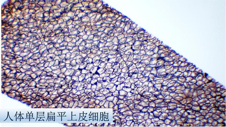 冀教版七年级上册 生物 课件 1.2.2 细胞分化形成组织第4页