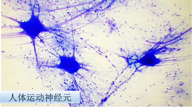 冀教版七年级上册 生物 课件 1.2.2 细胞分化形成组织第6页