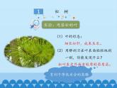 裸子植物PPT課件免費(fèi)下載