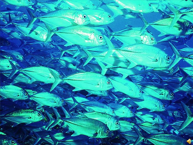 鱼类PPT课件免费下载01