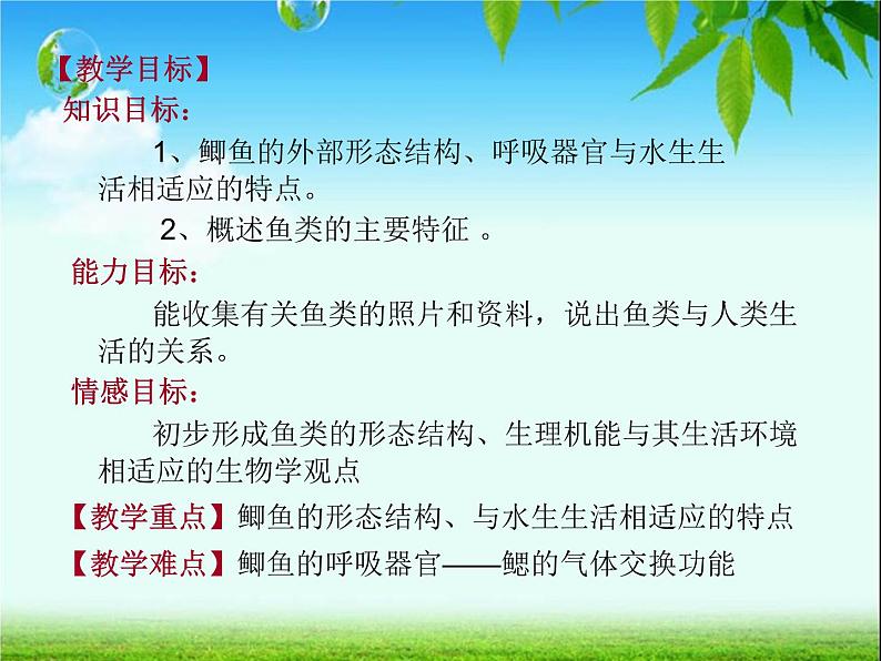 鱼类PPT课件免费下载04