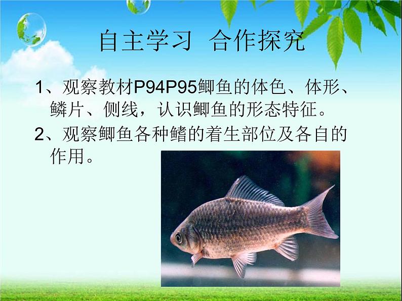 鱼类PPT课件免费下载05