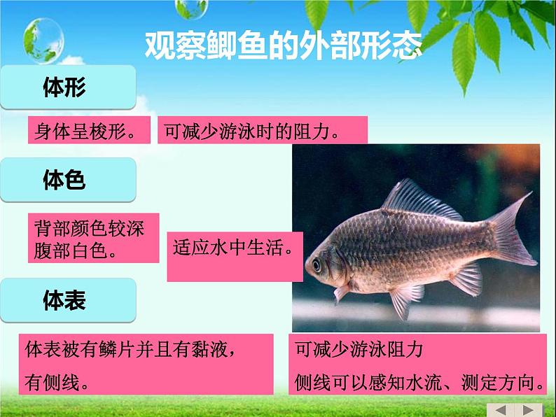 鱼类PPT课件免费下载06