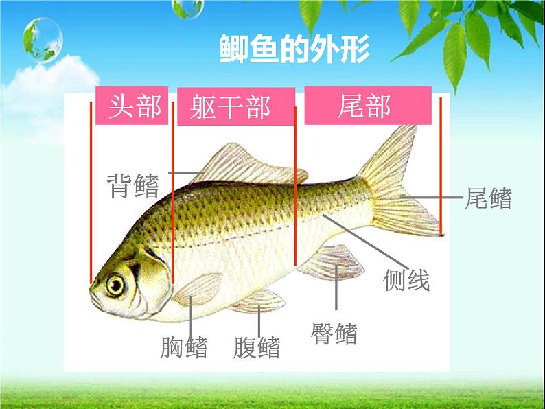 鱼类PPT课件免费下载07