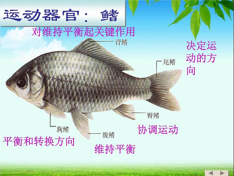 鱼类PPT课件免费下载08