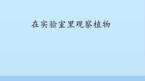 在实验室里观察植物PPT课件免费下载