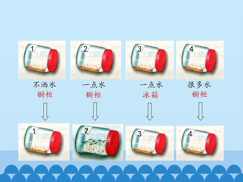 冀教版八年级上册 生物 课件 3.1.2种子萌发的条件07