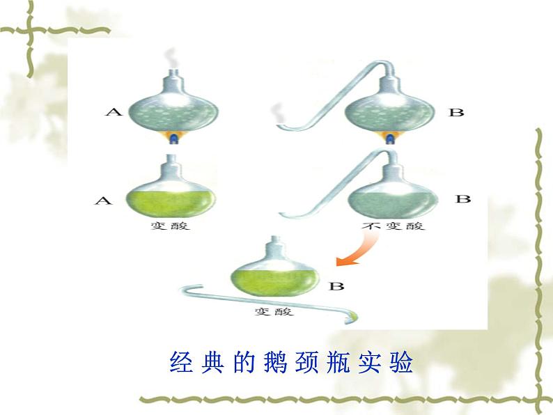 冀教版八年级上册 生物 课件 5.1.1细菌05