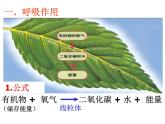冀教版八年级上册 生物 课件 3.4.1呼吸作用