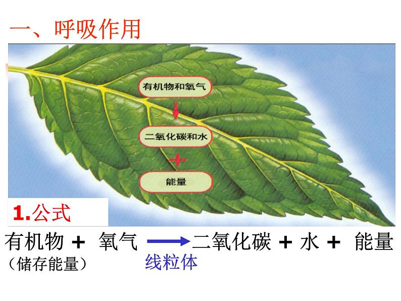 冀教版八年级上册 生物 课件 3.4.1呼吸作用04