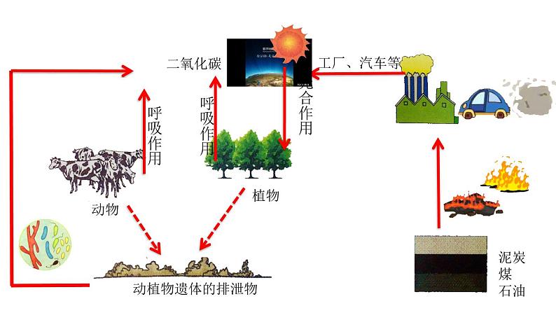 冀教版八年级上册 生物 课件 3.5 绿色植物在生物圈中的作用第4页