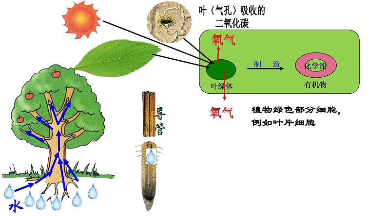 冀教版八年级上册 生物 课件 3.5 绿色植物在生物圈中的作用第5页