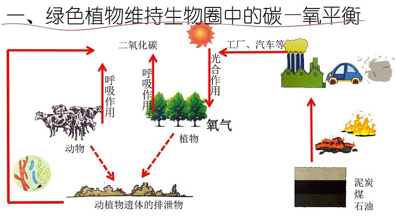 冀教版八年级上册 生物 课件 3.5 绿色植物在生物圈中的作用第6页