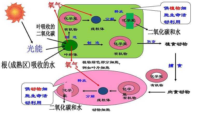 冀教版八年级上册 生物 课件 3.5 绿色植物在生物圈中的作用第7页