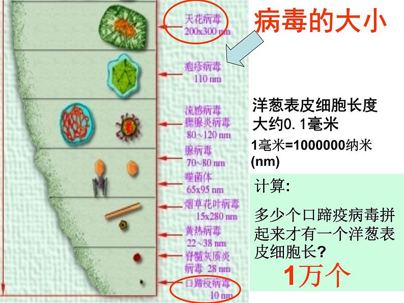 冀教版八年级上册 生物 课件 5.1.2 病毒104