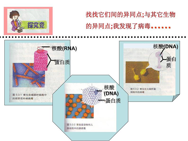 冀教版八年级上册 生物 课件 5.1.2 病毒106