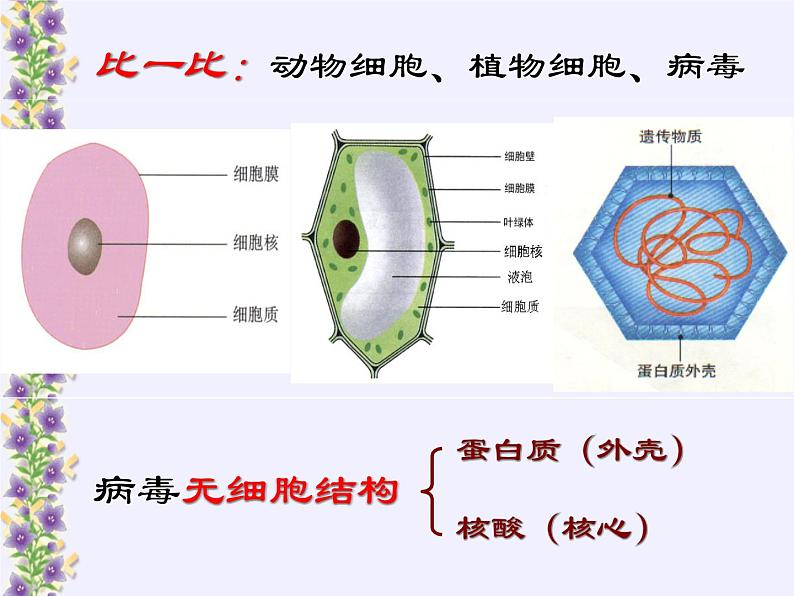 冀教版八年级上册 生物 课件 5.1.2 病毒107