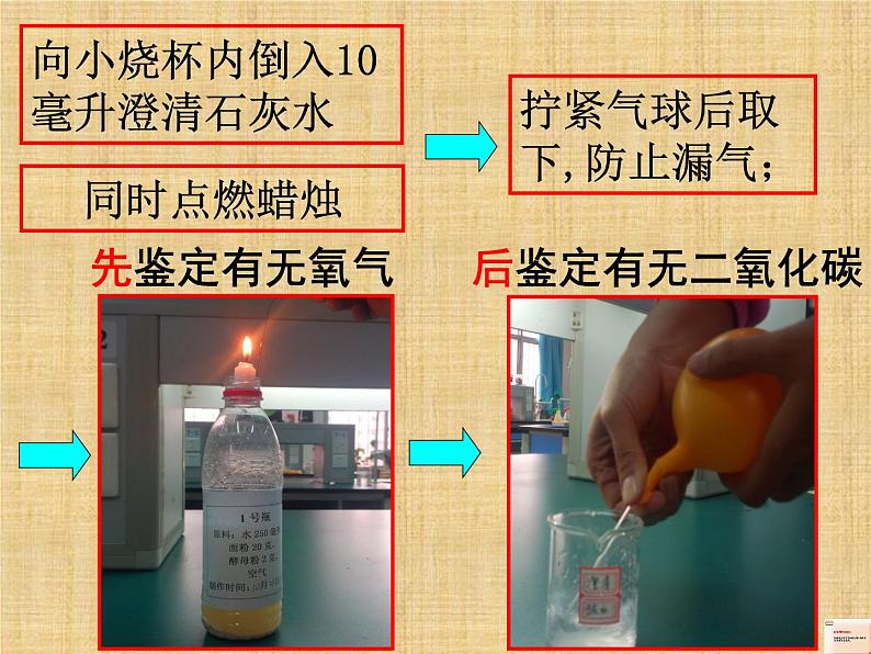 冀教版八年级上册 生物 课件 5.2.1酵母菌和霉菌05