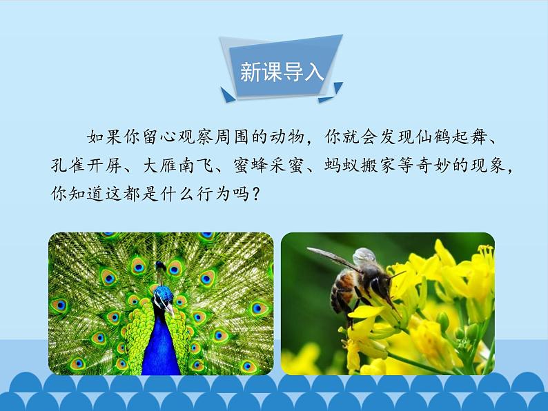 冀教版八年级上册 生物 课件 4.2.2动物行为的类型02