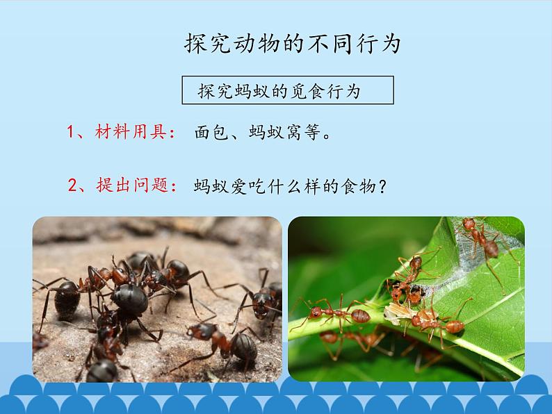 冀教版八年级上册 生物 课件 4.2.2动物行为的类型04