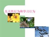 冀教版八年级上册 生物 课件 3.2.2根对水分的吸收