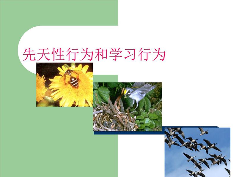 冀教版八年级上册 生物 课件 3.2.2根对水分的吸收01