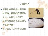 冀教版八年级上册 生物 课件 3.1.2种子萌发的条件
